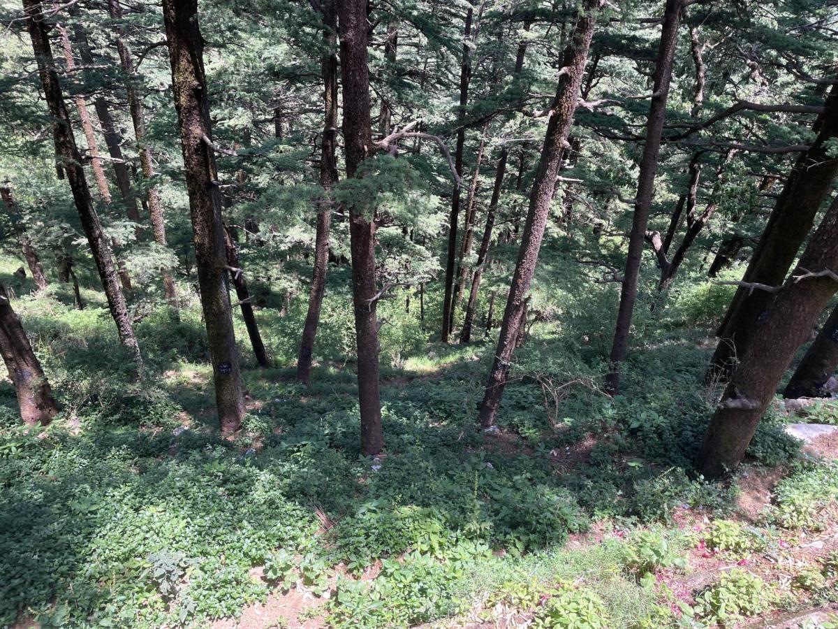 Deodar Heights Shimla Exteriör bild